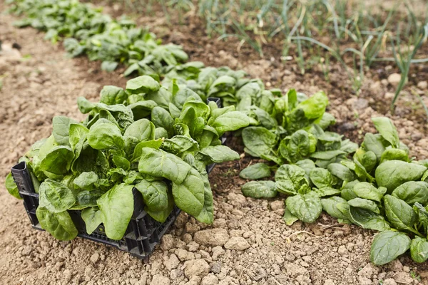 Spinach ready for harvest — Stock Photo, Image