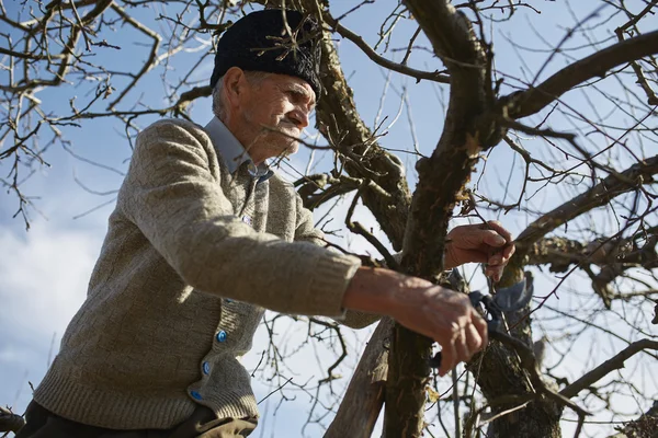 Senior bonde trimning träd — Stockfoto