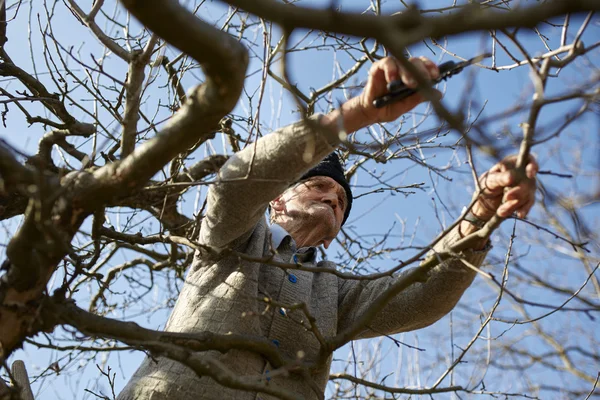 Senior farmer trimming trees — Stock Photo, Image