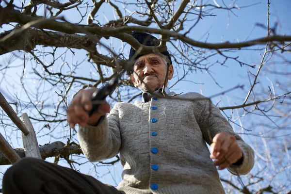 Senior boer snoeien bomen — Stockfoto