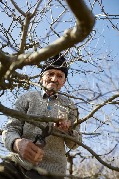 Senior bonde trimning träd — Stockfoto