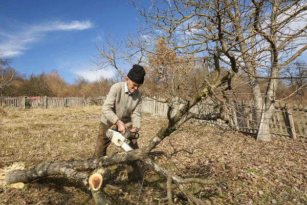 Senior farmer trimming trees — Stock Photo, Image