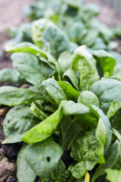 Spinach ready for harvest — Stock Photo, Image