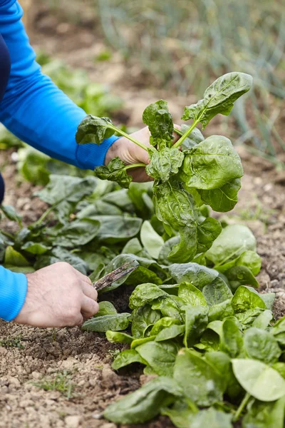 Farmer harvesting spinach — Stock Photo, Image