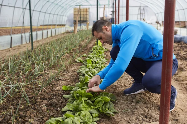 Campesino cosechando espinacas —  Fotos de Stock