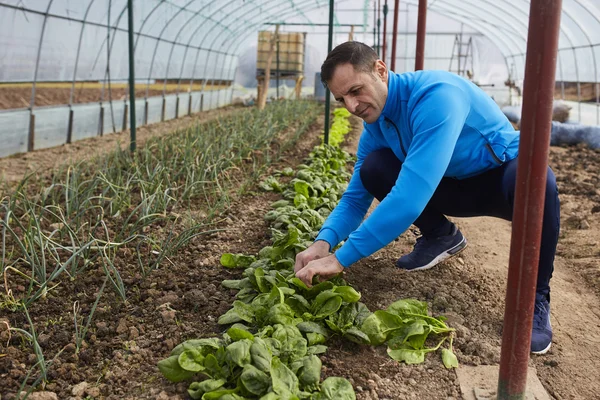 Coltivatori che raccolgono spinaci — Foto Stock