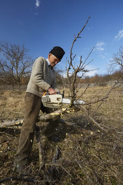 Senior farmář ořezávání stromů — Stock fotografie