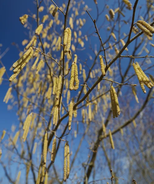 Bourgeons de noisette dans un jour de printemps — Photo