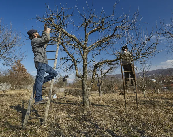 Pruning apple trees — Stock Photo, Image