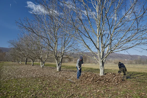 Família de agricultores limpeza de primavera — Fotografia de Stock