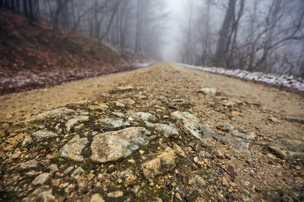 Туманна дорога в лісі — стокове фото