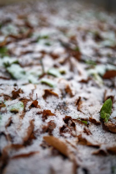 Hojas empolvadas de nieve —  Fotos de Stock