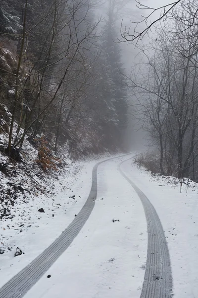 Туманная дорога в лесу — стоковое фото
