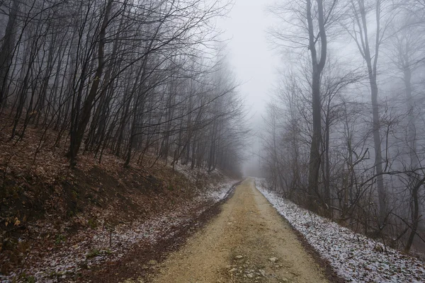 Estrada nebulosa na floresta — Fotografia de Stock