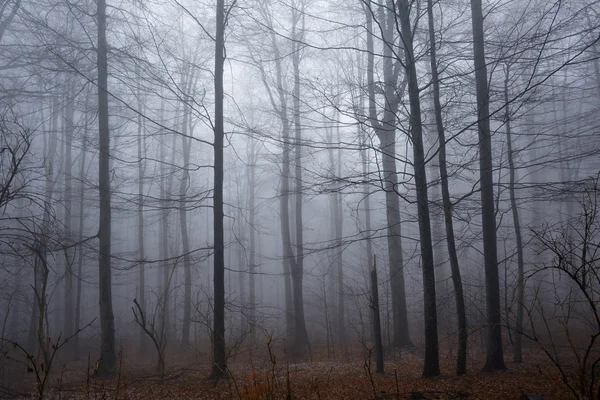 Floresta assustadora e névoa — Fotografia de Stock