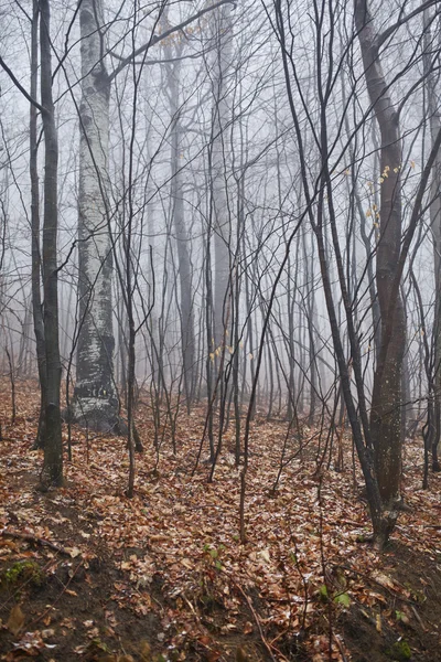 Paisaje con un bosque aterrador — Foto de Stock