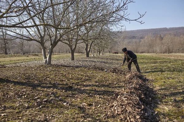 Agricultor sênior primavera limpeza do pomar — Fotografia de Stock