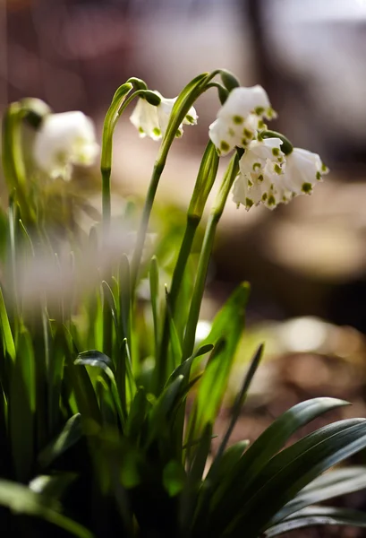 Snowdrop flowers in the forest — Stock Photo, Image