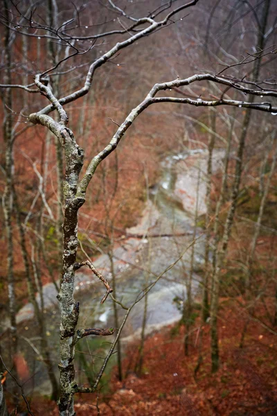 Fluss in den Bergen — Stockfoto