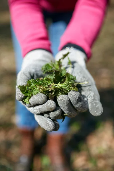 Vrouw brandnetels plukken — Stockfoto