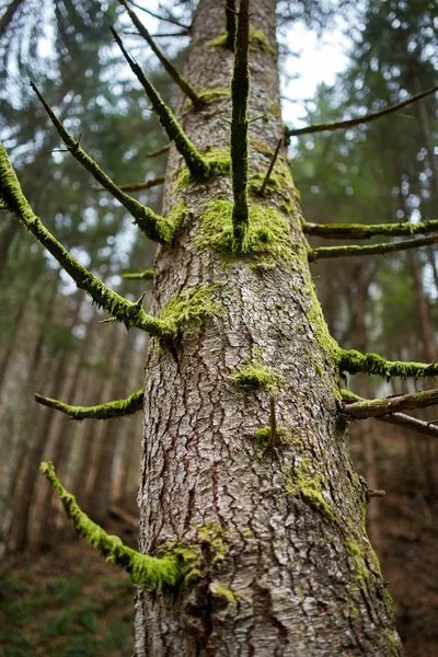 Yosunlu dalları ile çam ağacı — Stok fotoğraf