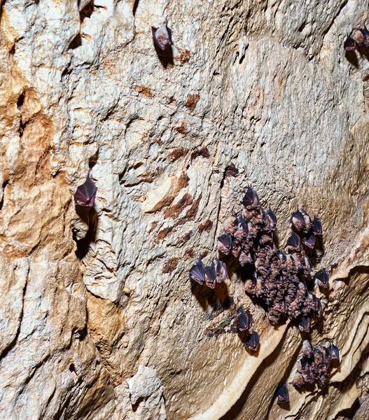 colony of bats hanging off the wall