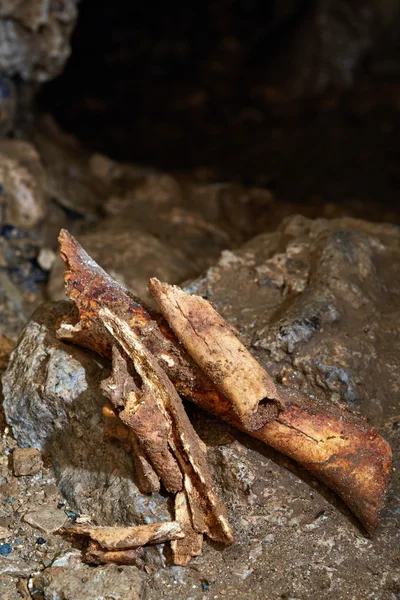 Fossiele botten van Ursus Spelaeus — Stockfoto