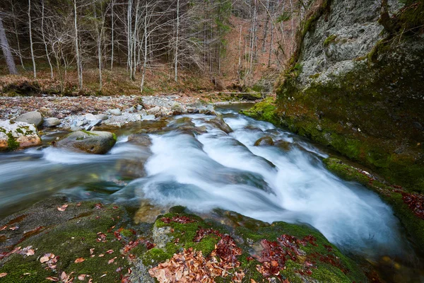 Řeka teče přes Les — Stock fotografie