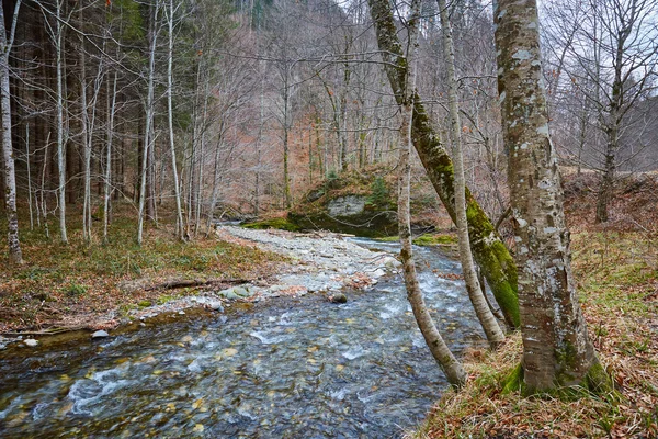Floden flyter genom skogen — Stockfoto
