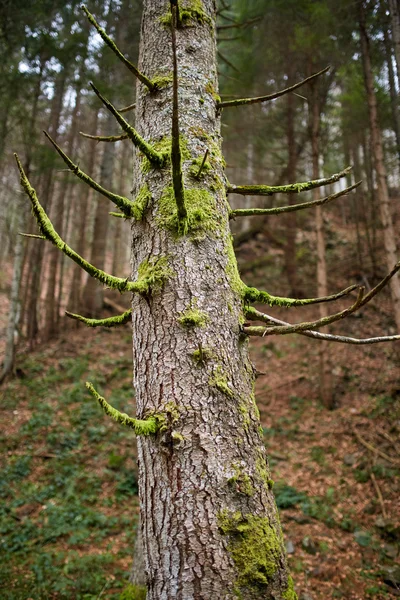 Pijnboom met mossy takken — Stockfoto