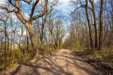 Ormanda yürüyüş parkuru.