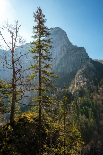 Montanhas e floresta sob o céu azul — Fotografia de Stock