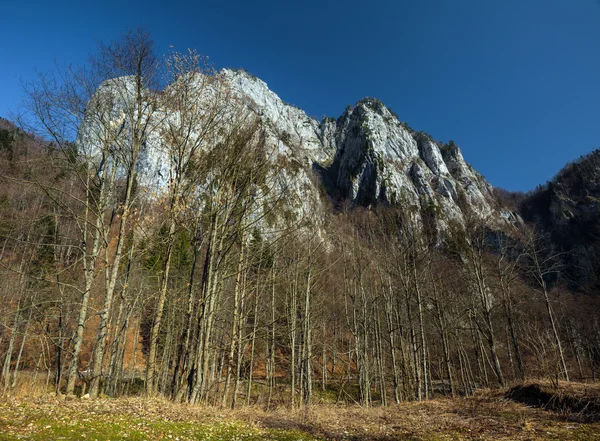 山と青い空の下で森 — ストック写真