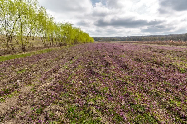 Vrby v oblasti fialové květy — Stock fotografie