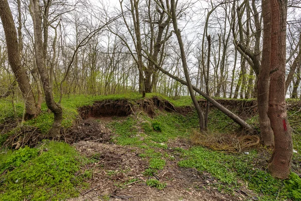 Forest of hornbeams in the spring — Stock Photo, Image