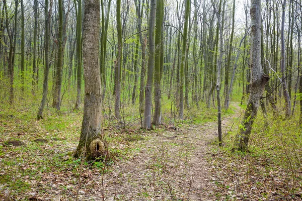 Túraútvonal az erdőben — Stock Fotó