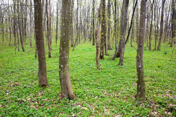 角树森林在春天 — 图库照片