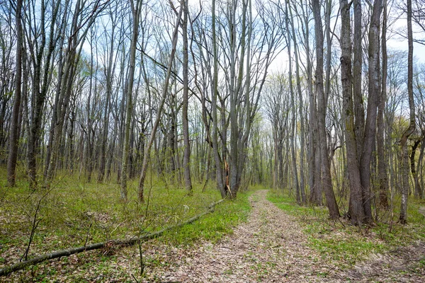 Trilha de caminhadas na floresta — Fotografia de Stock