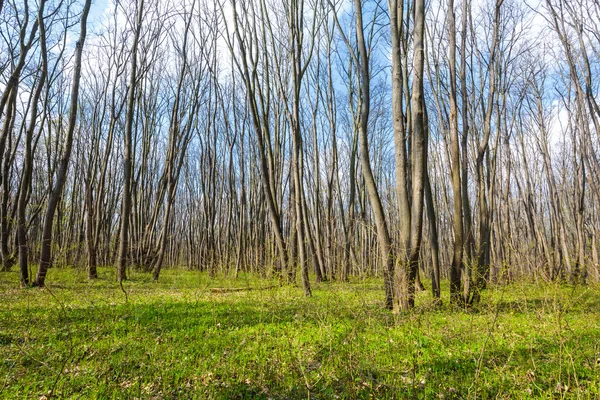 Forêt de charme au printemps — Photo