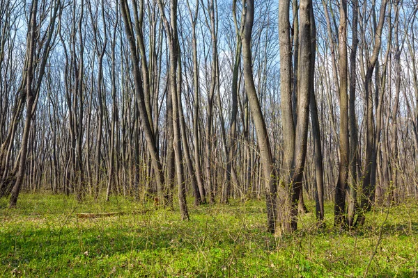 A tavaszi gyertyános erdő — Stock Fotó