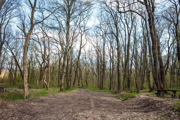 Hornbeam forest in the spring — Stock Photo, Image