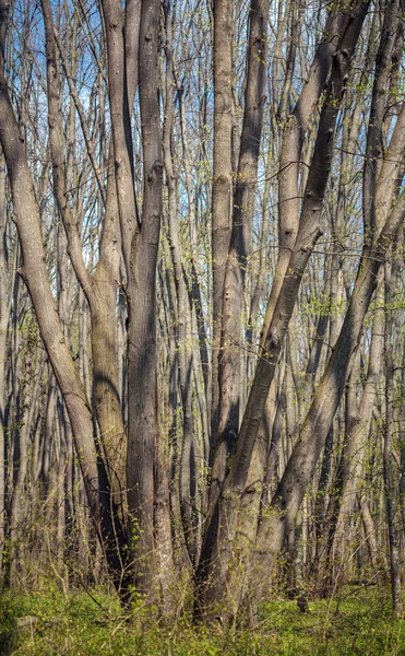 Hainbuchenwald im Frühling — Stockfoto