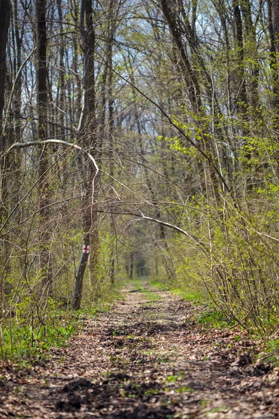 Túraútvonal az erdőben — Stock Fotó