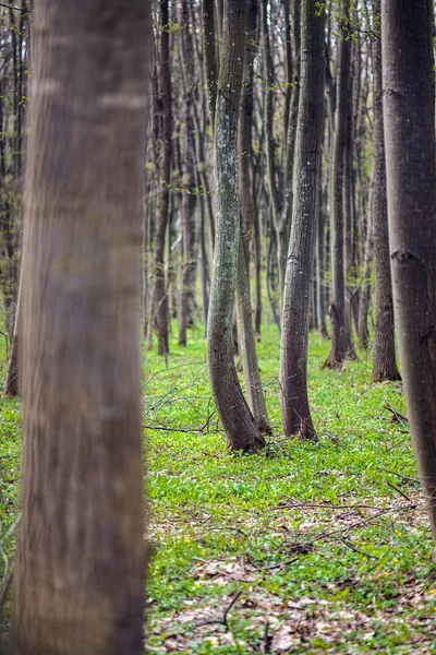 Hornbeam floresta na primavera — Fotografia de Stock