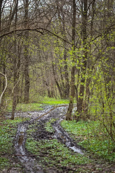 Wanderweg im Wald — Stockfoto