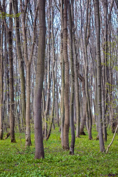 Hainbuchenwald im Frühling — Stockfoto