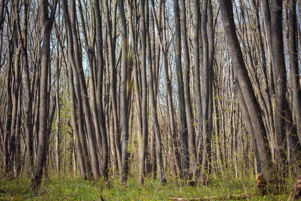 Hornbeam floresta na primavera — Fotografia de Stock