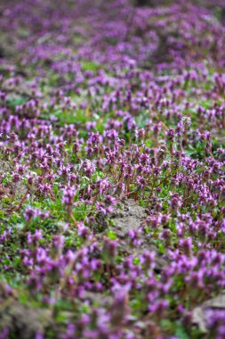 mor çiçekler alan