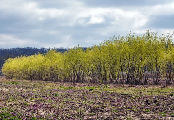 En rad av Salix i ett fält — Stockfoto