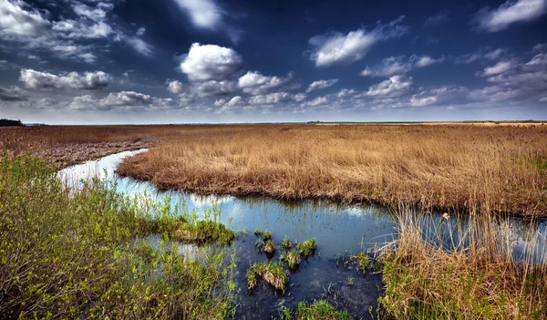 Krajina s močály a reed pod modrou oblohou — Stock fotografie